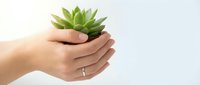 Hands gently holding small green succulent plant against clean white background. Concept of care, growth, environmental protection and nurturing nature.