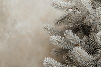 Frosted pine branches with silvery needles against soft beige background create serene winter atmosphere, perfect for seasonal greeting cards and holiday designs.