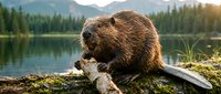 Beaver gnawing on wooden branch by serene mountain lake surrounded by evergreen forest during golden hour sunset creating peaceful wilderness scene.