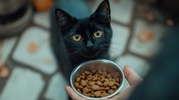 Black cat with bright yellow eyes looking at metal bowl filled with dry cat food, close-up portrait against blurred background. Pet feeding moment captured.
