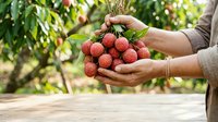 Farmer holding fresh rambutan fruits in hands at orchard garden. Tropical fruit harvesting and organic farming concept for agricultural business.