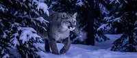 Gray wolf walking through snowy winter forest with snow-covered evergreen trees creating dramatic wildlife scene for nature and wilderness projects.