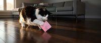 Fluffy calico cat with black and white fur playing with pink toy block on wooden floor in modern living room with furniture and natural light.