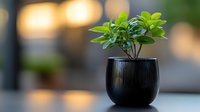 Young green plant growing in modern black ceramic pot against soft bokeh background, minimalist home decor composition with natural elements and warm lighting.