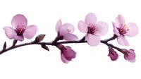 Delicate pink cherry blossoms branch with soft petals and dark stems on white background, isolated floral element for spring designs and decorative artwork.