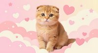 Adorable orange tabby Scottish Fold kitten sitting on soft pink and cream background with hearts and stars pattern for Valentine's Day greeting cards.
