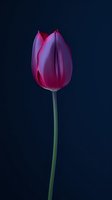 Single pink tulip flower with long green stem against dark navy background, dramatic lighting highlights delicate petal texture and elegant form.