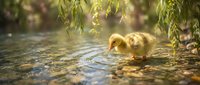 Adorable yellow duckling drinking water from pond under weeping willow branches in golden sunlight creating peaceful spring nature scene for wildlife photography.