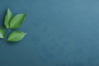 Fresh green leaves on branch against deep teal background, creating minimalist composition with negative space for text overlay.