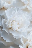 Delicate white carnation petals in macro view showing soft layered texture and subtle cream undertones, creating an ethereal floral composition for wedding designs.