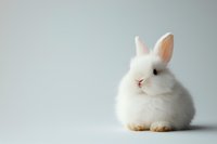 Adorable white baby bunny with pink ears sitting on light background, soft fluffy fur and gentle expression. Studio portrait of young domestic rabbit.