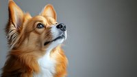 Portrait of alert red and white Pomeranian mix dog looking up against gray background, showcasing distinctive pointed ears and fluffy fur coat. For pet photography and animal care.