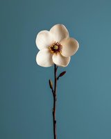 Single white magnolia flower with delicate petals and dark center against teal blue background, minimalist botanical composition on long stem with buds.