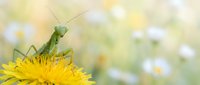 Green praying mantis perched on bright yellow dandelion flower in soft focus meadow with white daisies creating dreamy bokeh background for nature designs.