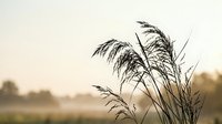 Tall grass swaying in gentle breeze during golden hour sunrise with soft warm light and peaceful countryside atmosphere creating serene natural landscape scene.
