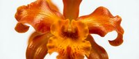Orange iris flower with ruffled petals and detailed stamens, isolated on white background for design and botanical use.