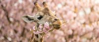 Young giraffe eating pink flowering tree blossoms in spring garden setting with blooming flowers in soft focus background.