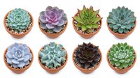 Collection of eight colorful succulent plants in terracotta pots isolated on white background for home decor and gardening projects.