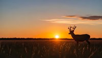 Majestic whitetail buck deer silhouette standing in golden grassland field during stunning orange sunset with dramatic sky for wildlife and nature themes.