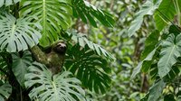 Three-toed sloth hanging from tropical rainforest branch surrounded by lush green monstera and philodendron leaves in natural jungle habitat.