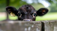 Black cow peering over wooden fence in pasture, suitable for agriculture, farming, livestock, and rural lifestyle content.