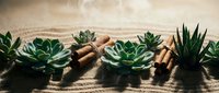 Small succulent plants arranged with cinnamon sticks on wooden surface creating natural spa wellness composition for home decor and aromatherapy concepts.