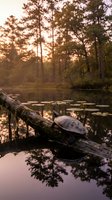 Turtle basking on fallen log in serene pond at golden hour sunset with forest reflections creating peaceful wetland wildlife habitat scene.