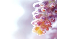 Delicate pink and orange orchid flowers in extreme macro photography with soft focus and dreamy bokeh effect, creating ethereal floral art on white background.