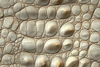 Detailed macro view of white reptilian skin texture showing natural scales pattern and rough surface with intricate cellular structure. Suitable for nature backgrounds.