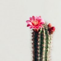 Vibrant pink flower blooming on green cactus against neutral background, showcasing desert plant beauty in minimalist setting.