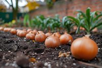 Fresh brown onion bulbs planted in row with green sprouts emerging from rich dark soil in organic garden, shallow depth of field creates natural bokeh effect.