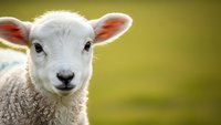 Adorable white lamb with pink ears looking directly at camera in green pasture field. Farm animal portrait for agriculture and livestock content.
