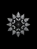 White fern leaves arranged in circular snowflake pattern on black background, isolated for graphic design projects.