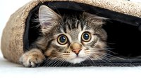 Curious tabby kitten with bright yellow eyes peeking out from burlap sack, playful expression and striped markings visible against white background, close-up portrait.