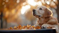 Golden retriever resting on wooden surface surrounded by autumn leaves with warm bokeh background, suitable for pet care, seasonal marketing, and lifestyle content.