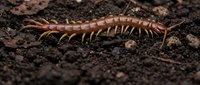 Brown centipede crawling on dark soil surface with multiple legs and segmented body for nature and wildlife educational content.