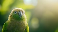 Young green parrot portrait with soft bokeh background and natural sunlight, close-up view showing detailed feathers and expressive beak in warm morning light.