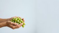 Fresh green hops in hand, isolated on white background, ready for brewing, beer production, craft beverage design, and agricultural marketing materials.