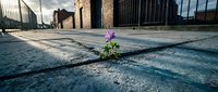 Small purple flower growing through crack in urban pavement with modern buildings in background, symbolizing resilience and hope in city environment.