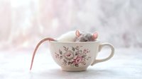 Gray mouse with pink ears sitting inside vintage floral teacup with tail draped over edge, whimsical composition for children's illustrations, greeting cards, and nursery decor.