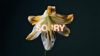 Wilting lily flower with glowing sorry text, symbolizing apology, regret, and forgiveness on dark background for emotional concepts.