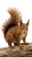 Red squirrel with fluffy tail standing on wooden branch against white background, suitable for wildlife, nature, and educational content.