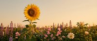 Bright sunflower stands tall among colorful wildflowers in golden sunset light creating warm summer meadow scene for nature and agriculture concepts.