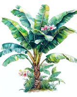 Tropical banana palm tree with large green leaves and pink flowers painted in watercolor style on white background, botanical nature illustration.