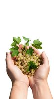 White currants with fresh green leaves held in cupped hands against white background. Isolated fruit ready for food, nutrition, and organic produce design use.