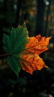 Single maple leaf showing autumn color transition from green to orange with detailed veins against blurred forest background for seasonal nature designs.