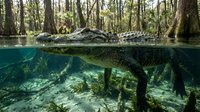 American alligator swimming in crystal clear spring water with cypress trees, split underwater view showing natural swamp habitat and wildlife behavior.