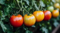 Fresh ripe tomatoes in various stages of ripening from yellow to red growing on vine with green leaves in organic garden, natural food background.