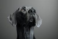 Black Great Dane dog portrait in dramatic lighting against dark background, looking up with alert expression and distinctive profile showing noble character and elegant features.