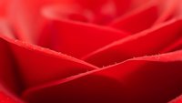 Close-up macro shot of vibrant red rose petals with soft curves and delicate texture, romantic floral background for Valentine's Day and love themes.